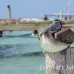 pelican_brown_im_h_0151_mex0381.jpg